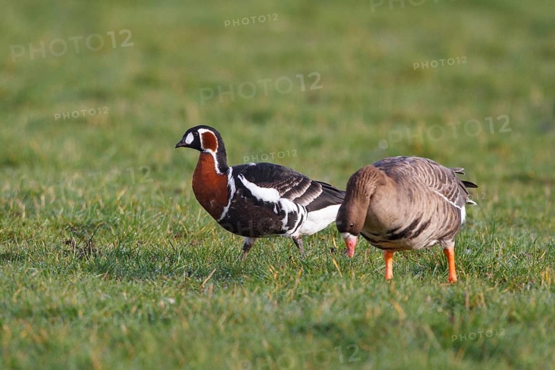 Red-breasted Goose & Greater White-fronted Goose (Branta ruficollis & Anser albifrons), North Rhine-Westphalia, Germany