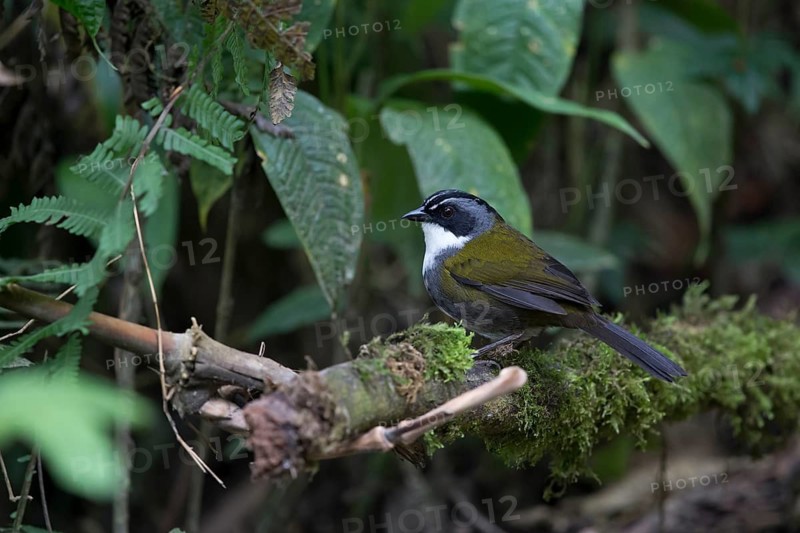 Grey-browed Brushfinch (Arremon assimilis assimilis) perched on a mossy branch, Medellin, Colombia