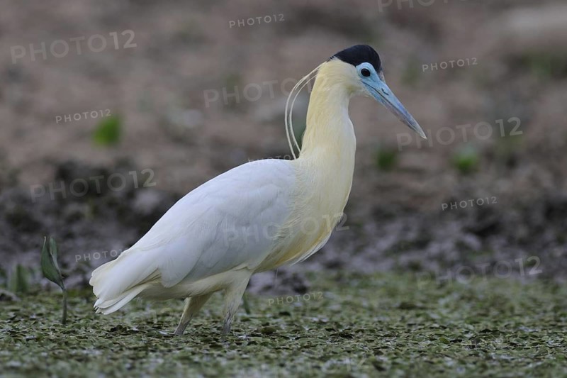 Capped Heron (Pilherodius pileatus), Pantanal, Brazil