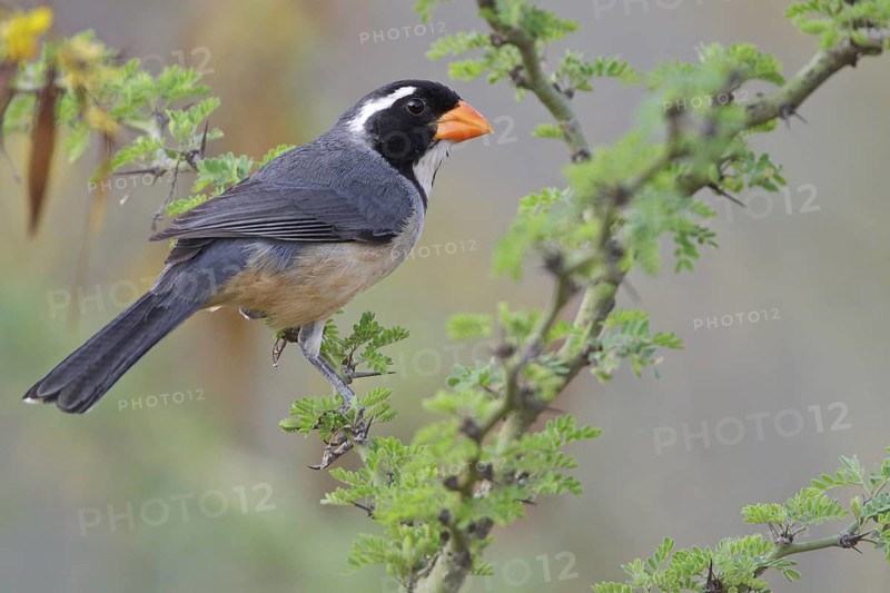 Golden-billed Saltator (Saltator aurantiirostris) perched on a branch in Bolivia, South America