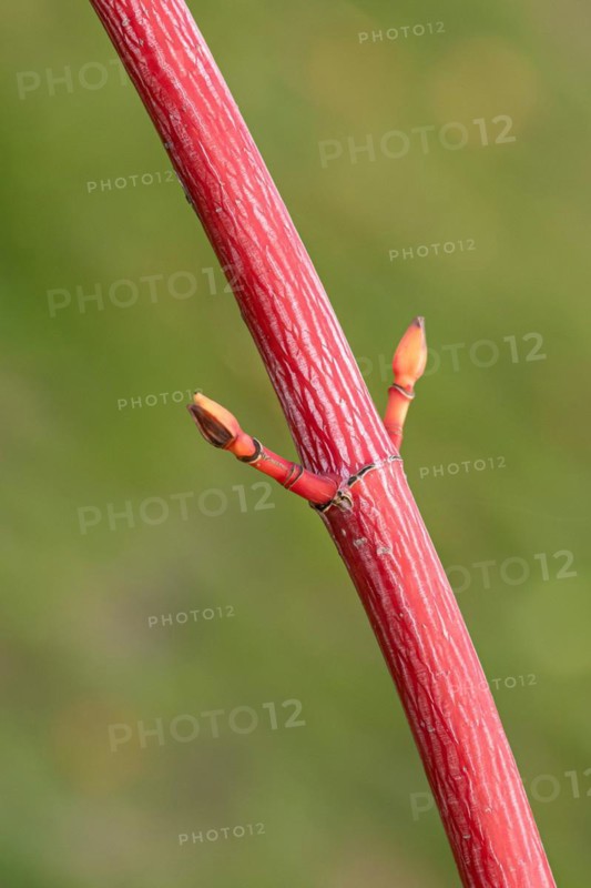 Snakeskin maple (Acer × conspicuum 'Phoenix'), Findlingspark Nochten, Germany