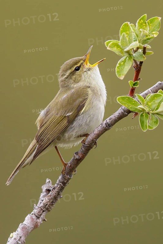 Arctic warbler (Phylloscopus borealis) perched on a branch in Nome, Alaska