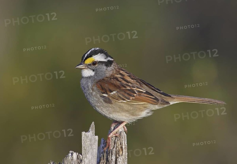 White-throated Sparrow (Zonotrichia albicollis), Michigan, USA