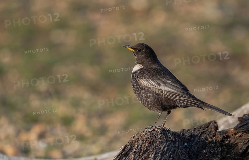 A ring ouzel (Turdus torquatus) stands alert on a rugged, moss-covered log against a blurred green background, showcasing its characteristic white bib