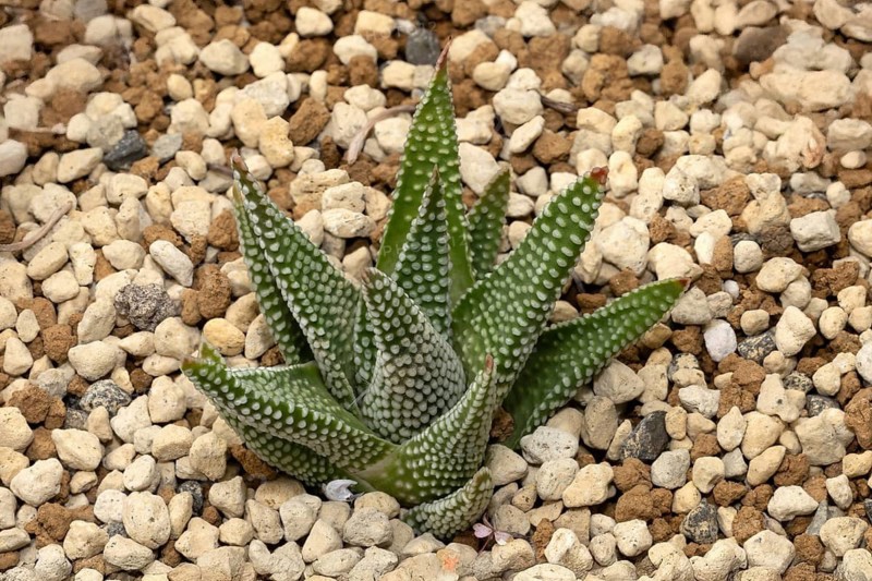 Tulista minor, leaves, succulent plant, Kirstenbosch Botanic Garden, Cape Town, South Africa
