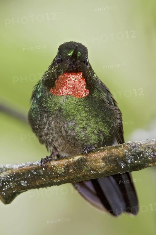 Flame-throated Sunangel (Heliangelus micraster), Ecuador