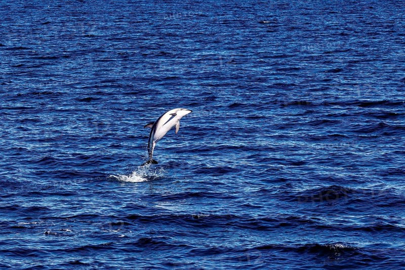 A dolphin leaps high out of the sea into the air, surrounded by blue water, The Clymene dolphin (Stenella clymene) near Puerto Madryn in Argentina