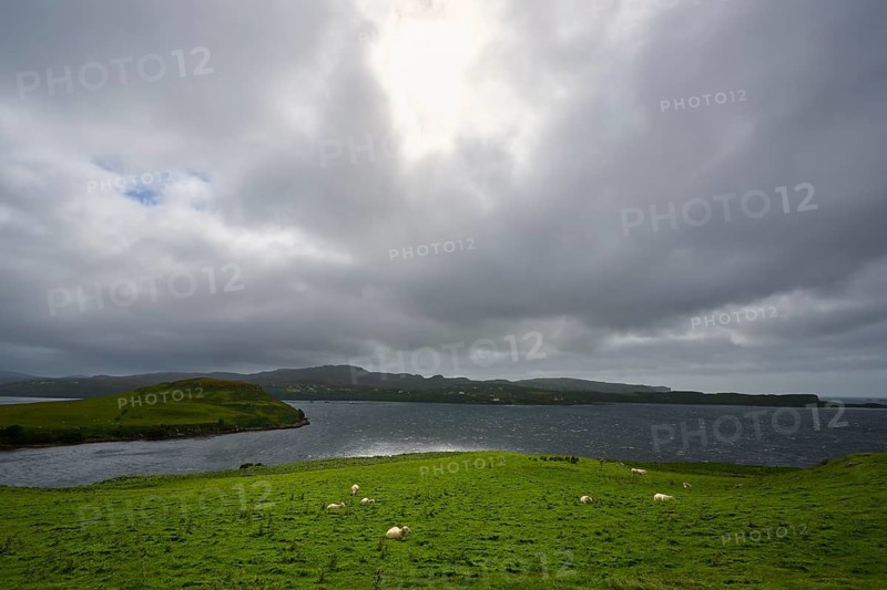 Wide landscape with sheep crossed by arms of a sea under a cloudy sky, Isle of Skye, Scotland, United Kingdom, Great Britain