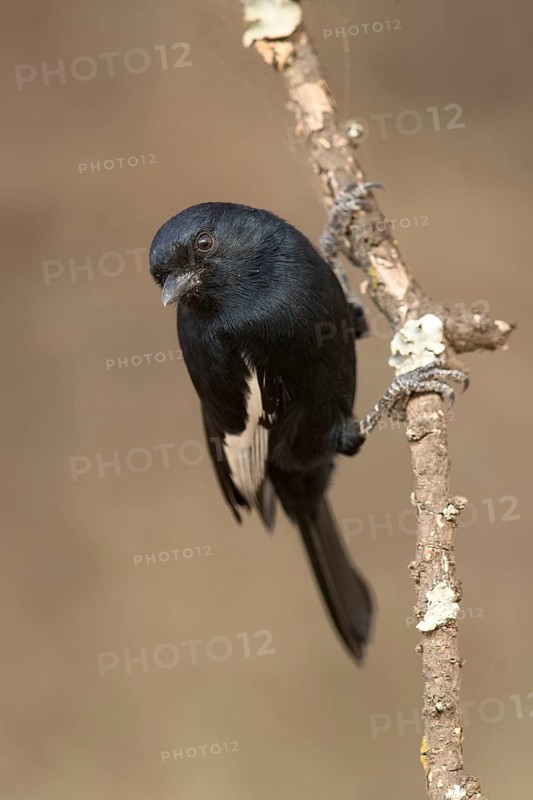 White-winged Black Tit (Melaniparus leucomelas), Lake Langano, Ethiopia