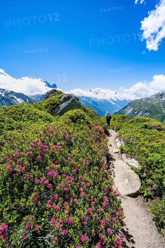 Mountaineers on hiking trail with blooming alpine roses, mountain panorama with glaciated mountain peaks, Aiguille du Midi and Mont Blanc, hiking to Aiguillette des Posettes, Chamonix, Haute-Savoie, France
