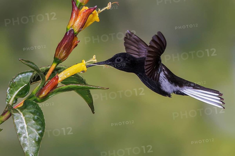 Black Jacobin (Florisuga fusca) flying and feeding at a flower in the Atlantic rainforest of southeast Brazil