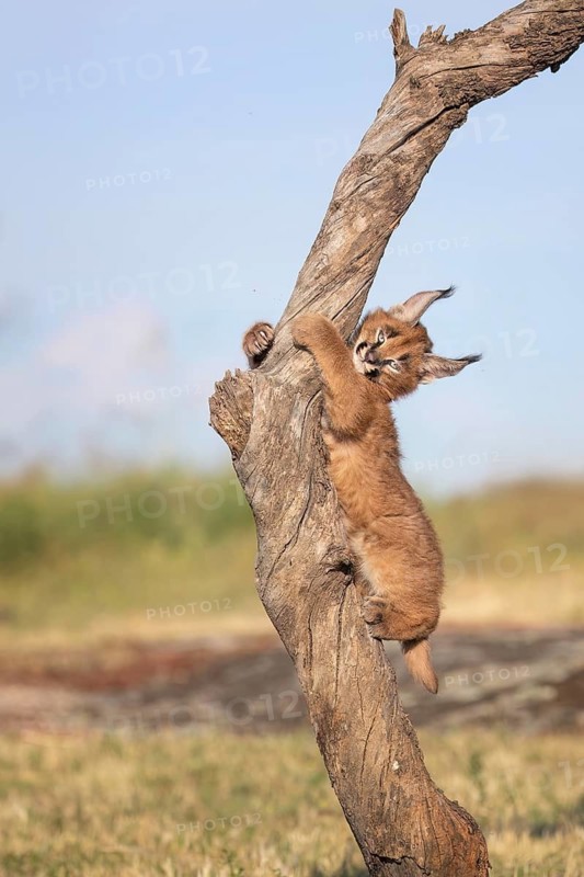 Caracal (Caracal caracal) playful cub climbing tree, Castile-La Mancha, Spain