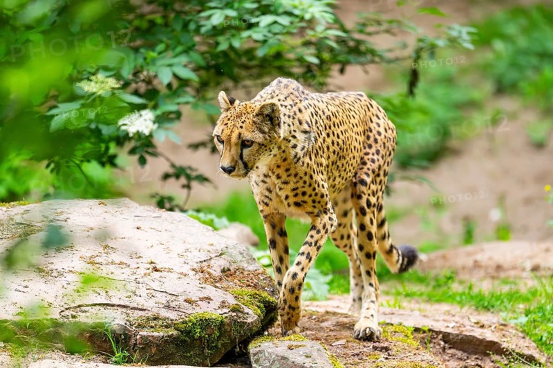 Cheetah (Acinonyx jubatus) walking around on the ground, Germany