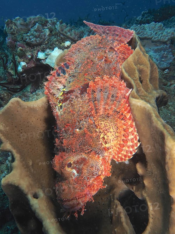 Fringed dragon's head (Scorpaenopsis oxycephala)