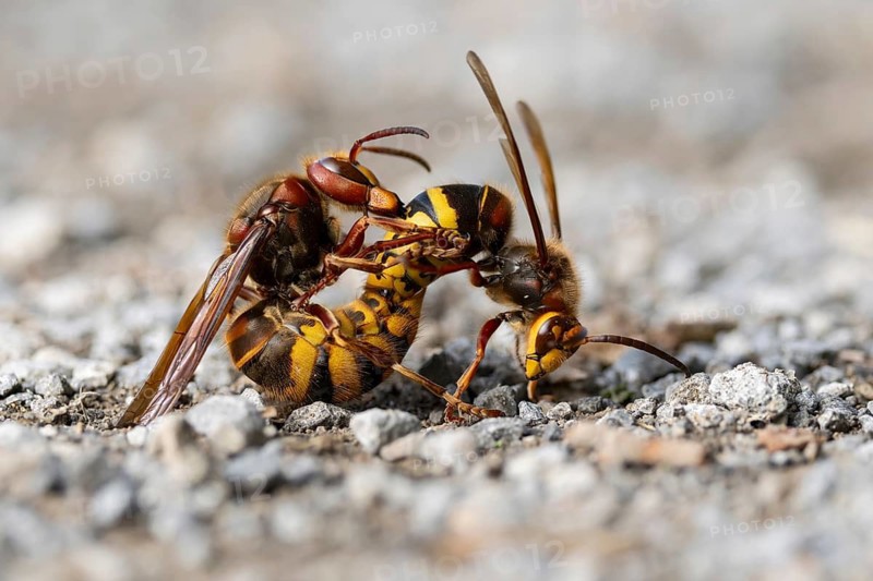 European Hornet (Vespa crabro) male and female copulating, Lower Saxony, Germany