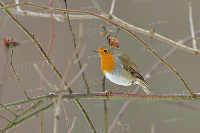 Robin (Erithacus rubecula), on a twig in the branches of a dog rose (Rosa canina), Wilnsdorf, North Rhine-Westphalia, Germany