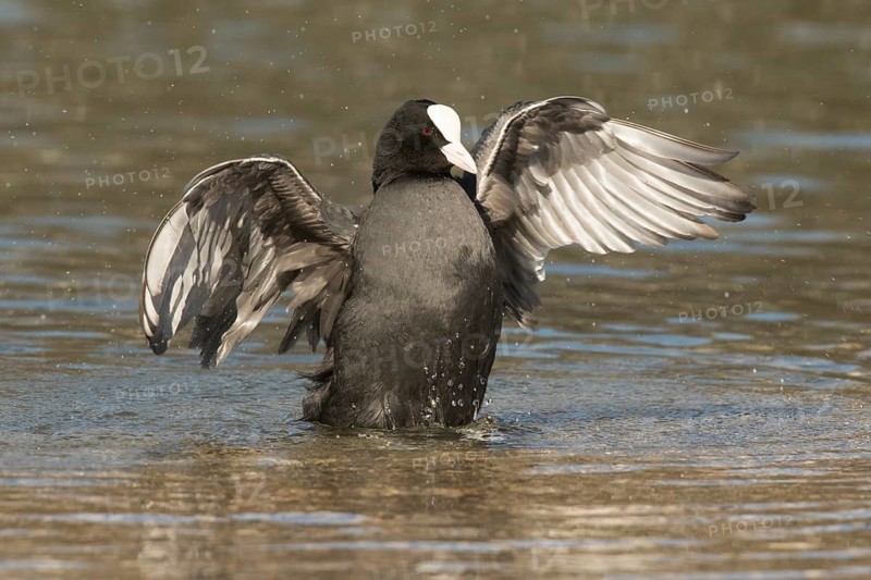 Eurasian Coot (Fulica atra) flapping, Bavaria, Germany
