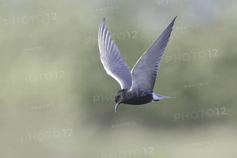 Black Tern (Chlidonias niger), Manitoba, Canada