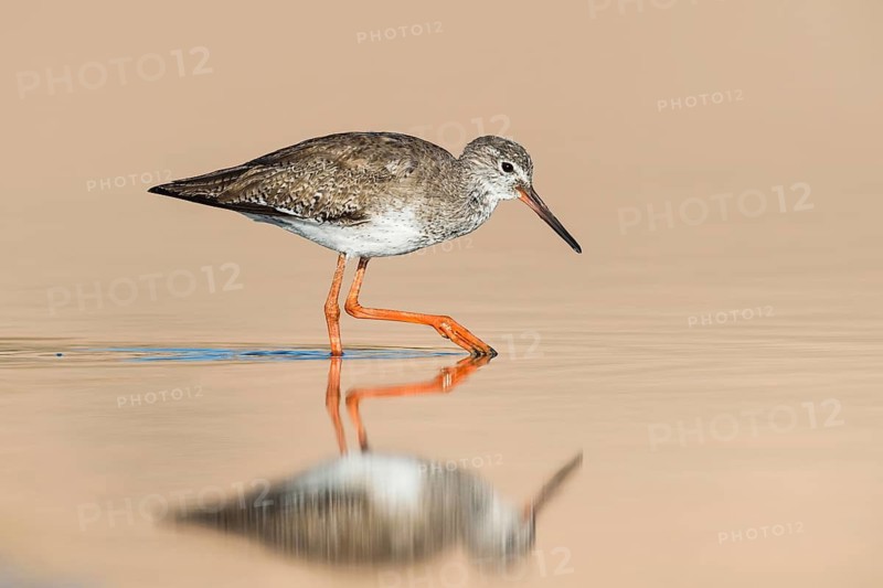 Common Redshank (Tringa totanus) foraging in shallow water, Eilat, Israel