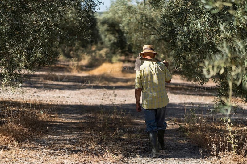 Back view of unrecognizable senior man wearing a straw hat and boots walks through an olive grove, carrying a hoe over his shoulder. Sunlight filters through the trees, casting soft shadows