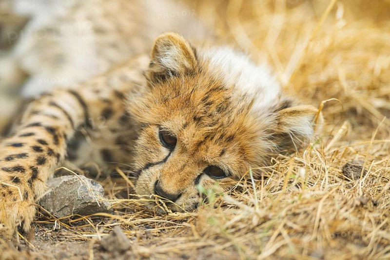 Cheetah (Acinonyx jubatus) youngster lying on a meadow, captive, occurrence Africa