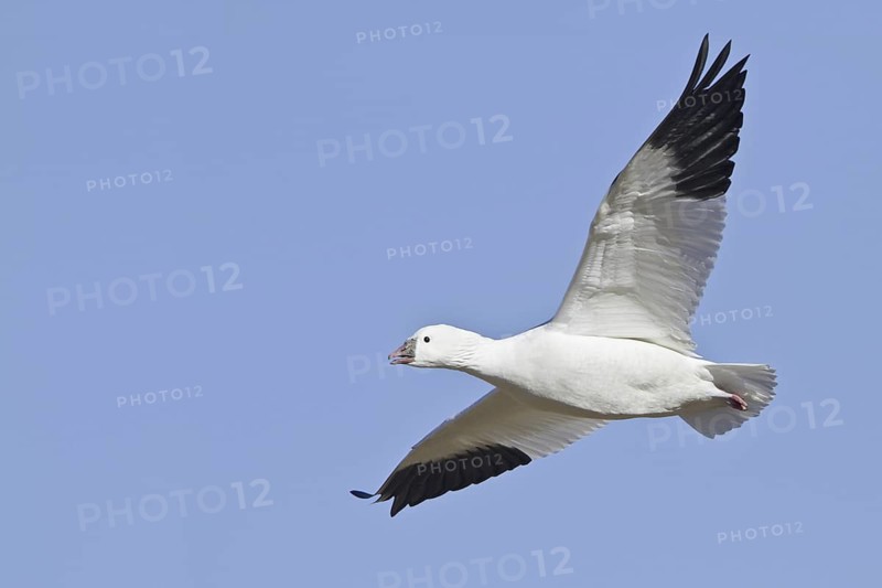 Ross's Goose (Anser rossii) flying, New Mexico, USA