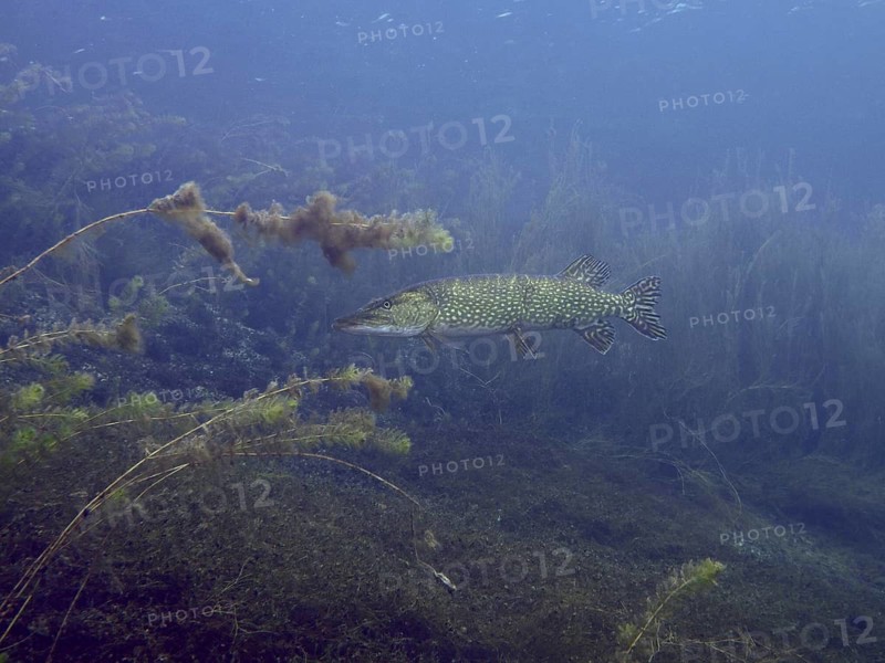 Pike (Esox lucius) swimming in clear water with algae and plants. Dive site car park Post, Überlingen, Lake Constance, Germany