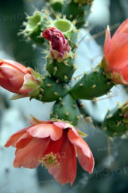 Opuntia bergeriana, Mexico