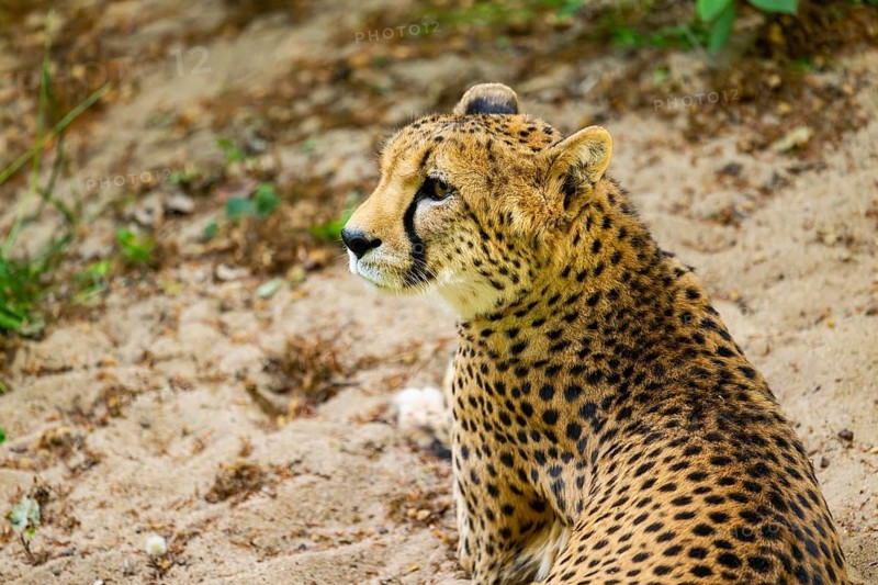 Cheetah (Acinonyx jubatus) lying ion the ground, Germany
