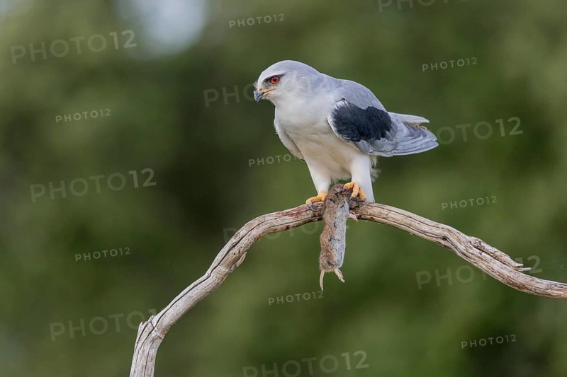Slider (Elanus caeruleus), with vole, Extremadura, Spain