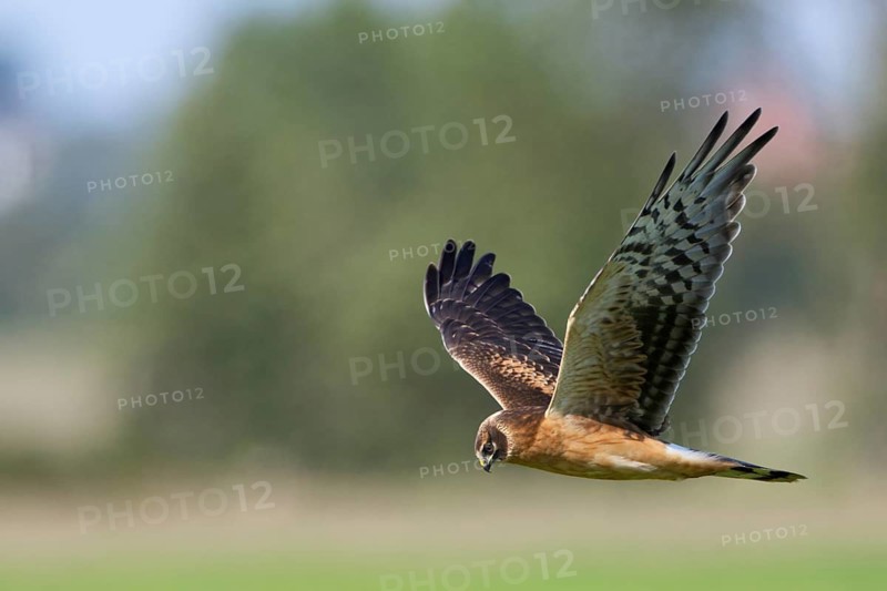 Steppenweihe, lat. Circus macrourus, Jungvogel im niedrigen Suchflug von der Seite über der Vegetation