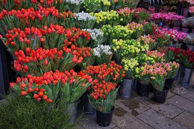 Multicolored tulip bouquets stand close together on a market square, Hamburg, Germany