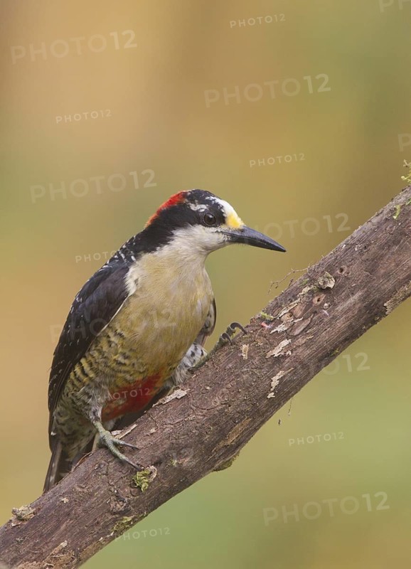 Black-cheeked Woodpecker (Melanerpes pucherani), Santo Domingo, Ecuador