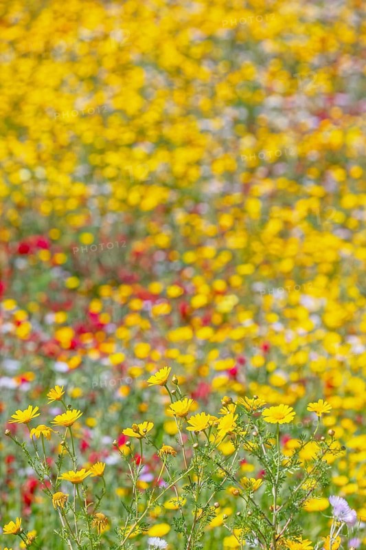 Wild flowers blooming, Cattolica Eraclea, Agrigento district, Sicily, Italy