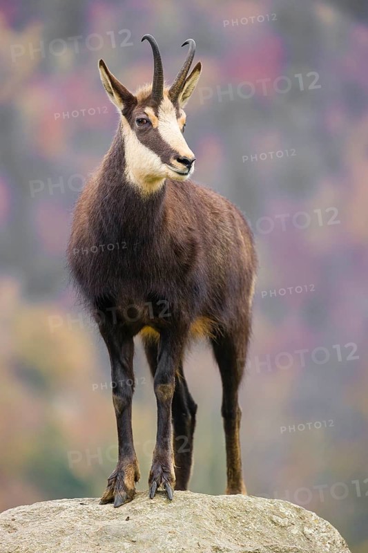 An adult Chamois (Rupicapra rupicapra) stands on a rock. A forest in fall foliage is in the background