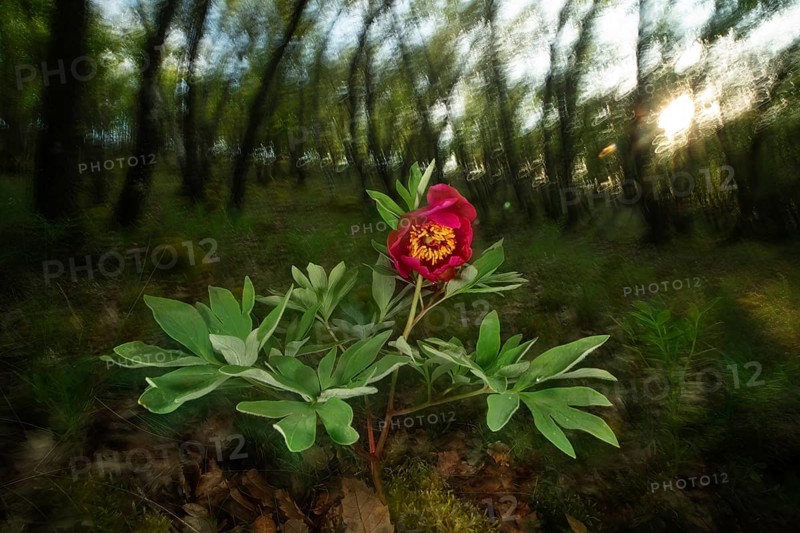 A vibrant wild rose blooms amidst a serene spring forest, captured through the lens of macrophotography, highlighting its delicate petals and lush green leaves
