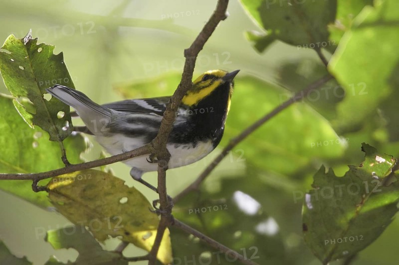 Black-throated Green Warbler (Setophaga virens) male, Costa Rica