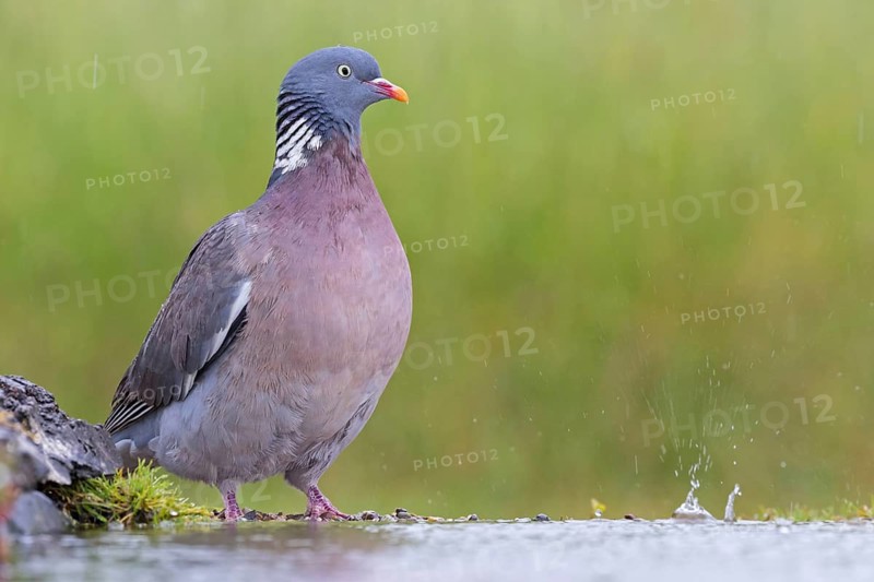 Wood pigeon, animals, birds, pigeon, pigeon family, (Columba palumbus), Pigeon ramier, Beindersheim, Bad Dürkheim district, Rhineland-Palatinate, Federal Republic of Germany