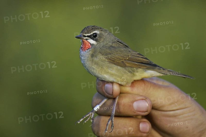 Siberian Rubythroat (Calliope calliope) male held during ringing, Khenti, Mongolia