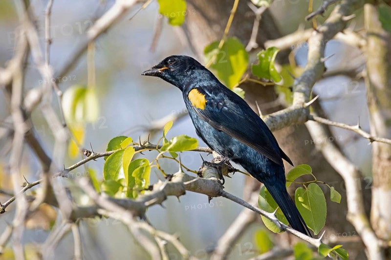 Black Cuckooshrike (Campephaga flava) male, South Africa