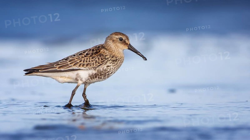 Dunlin (Calidris alpina) foraging on shoreline, Mecklenburg-Western Pomerania, Germany