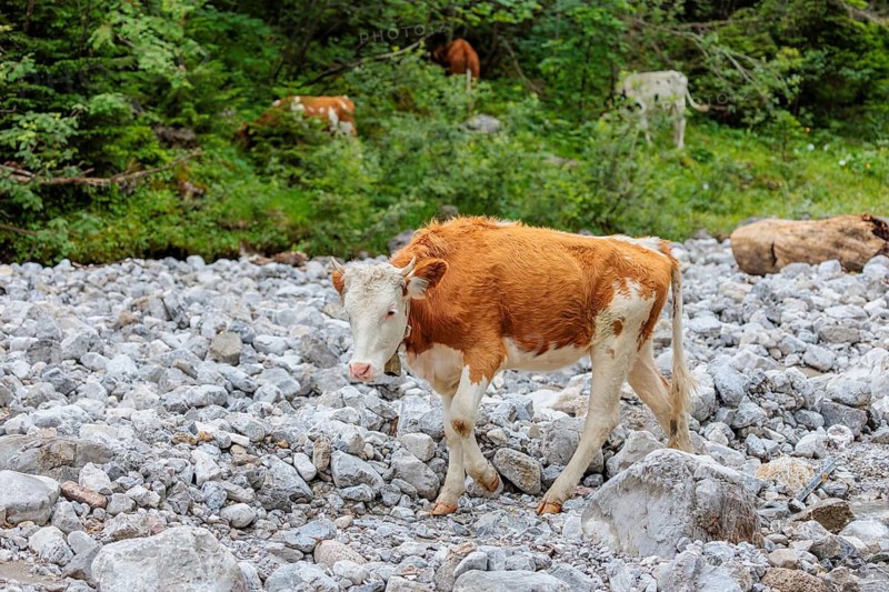 Holstein Friesian cattle crossing a creek on an alpine pasture. Eng valley, Austria