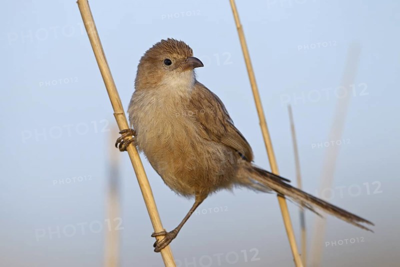 Iraq Babbler (Turdoides altirostris), Sanliurfa, Turkey