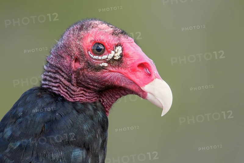 Turkey Vulture (Cathartes aura) perched on a branch in Cuba