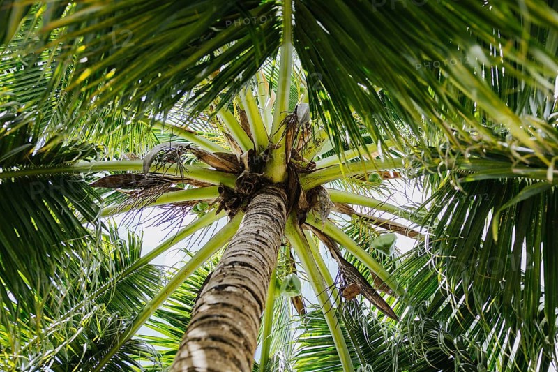 View from beneath a lush palm tree in Tulum, capturing the vibrant green fronds basking in sunlight. This tropical scene encapsulates the essence of the Riviera Maya's natural beauty