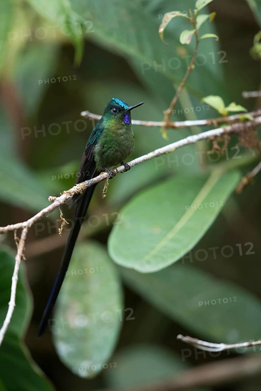Violet-tailed Sylph (Aglaiocercus coelestis) male perched on a branch, Andes Mountains, Colombia