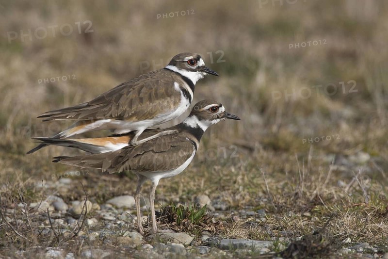 Killdeer (Charadrius vociferus) pair mating, Washington, USA