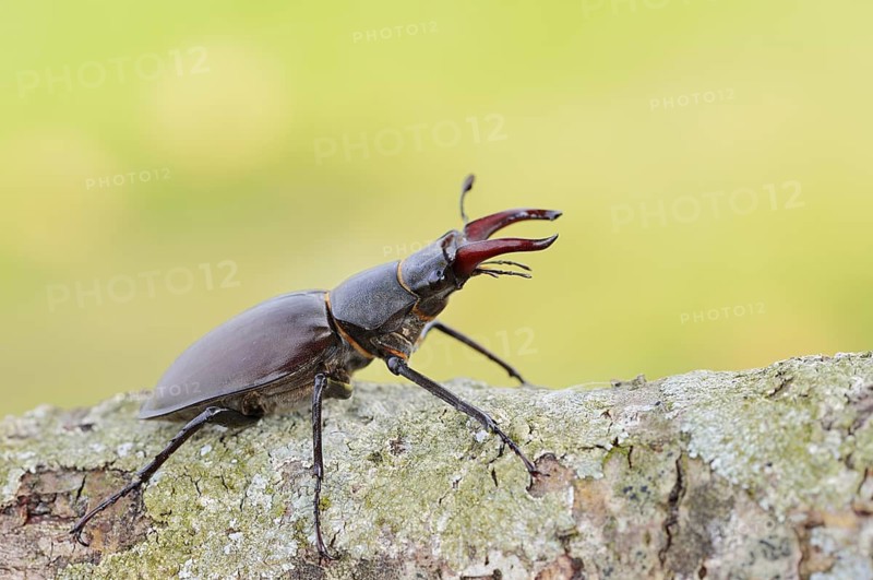 Stag beetle (Lucanus cervus), male, Normandy, France