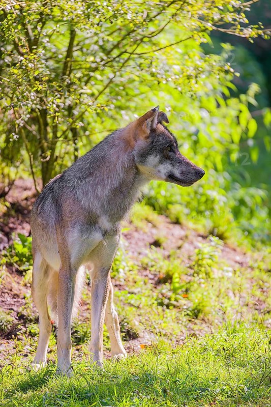 A male grey wolf (Canis lupus lupus) stands at the edge of a forest on a sunny day in beautiful, warm light. Observing something