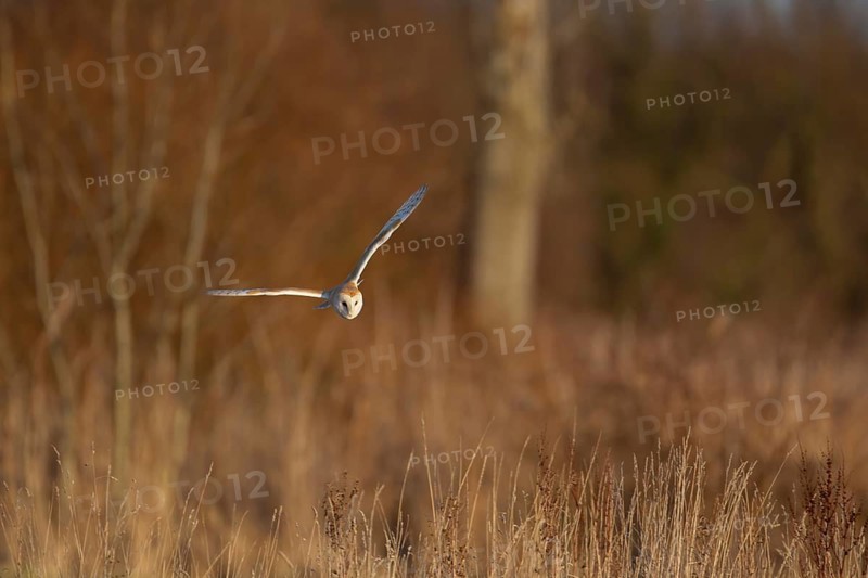 Barn owl (Tyto alba) adult bird in flight hunting during the day over marshland, Norfolk, England, United Kingdom